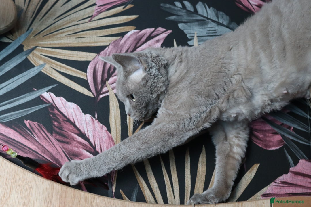 Devon Rex cats for sale: Devon Rex beautiful and healthy girl 2 years old  - Advert 2