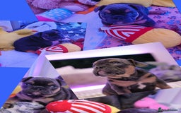 Mixed Breed dogs for sale: English Bulldog & French Bulldog - Image 4