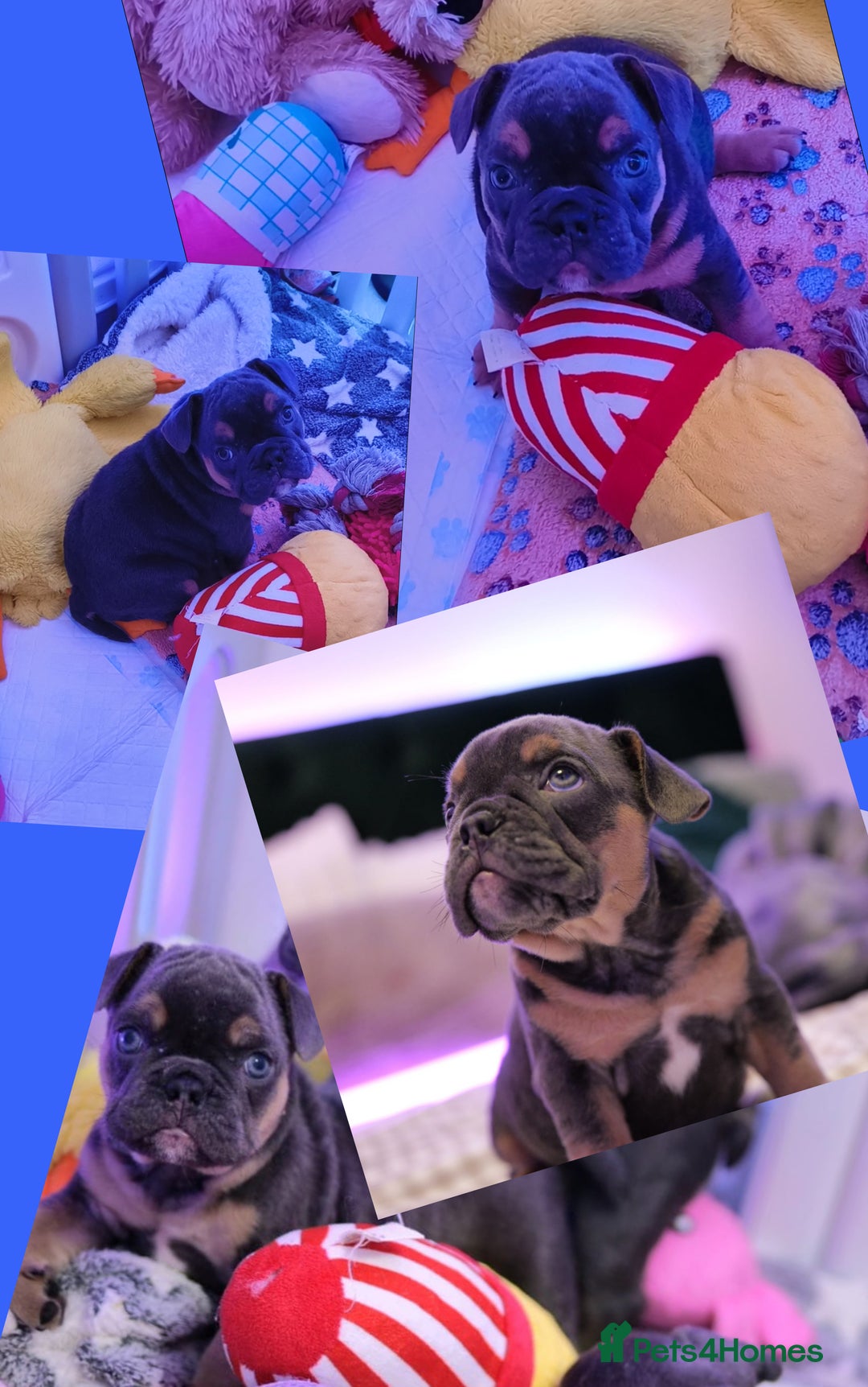 Mixed Breed dogs for sale: English Bulldog & French Bulldog - Image 4