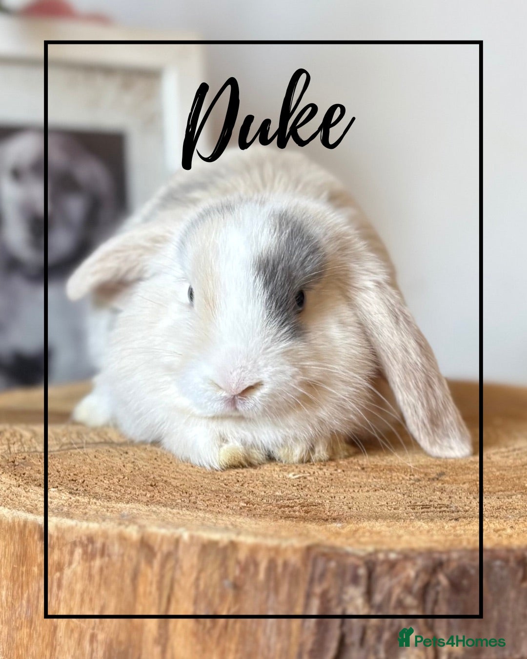 Mini Lop rabbits Mini lop buns looking for homes Adults £20 - Advert 2