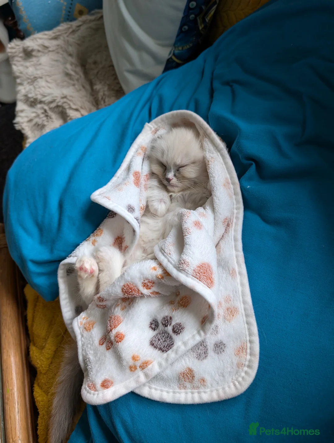 Ragdoll cats for sale: Handsome pedigree Ragdoll kitten needs rehoming  - Advert 2