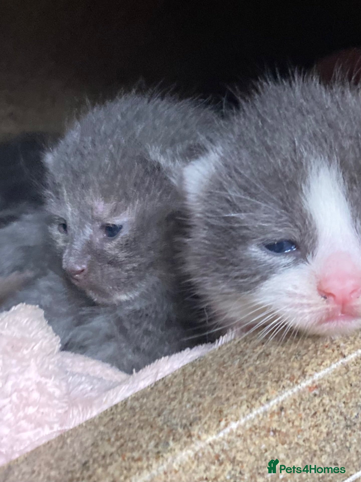 British Shorthair cats Stunning Litter of 7 Kittens Available to Reserve - Advert 3