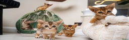 Abyssinian cats for sale: 6 Amazing Abyssinians, Extra Lovlely Personality - Advert 26