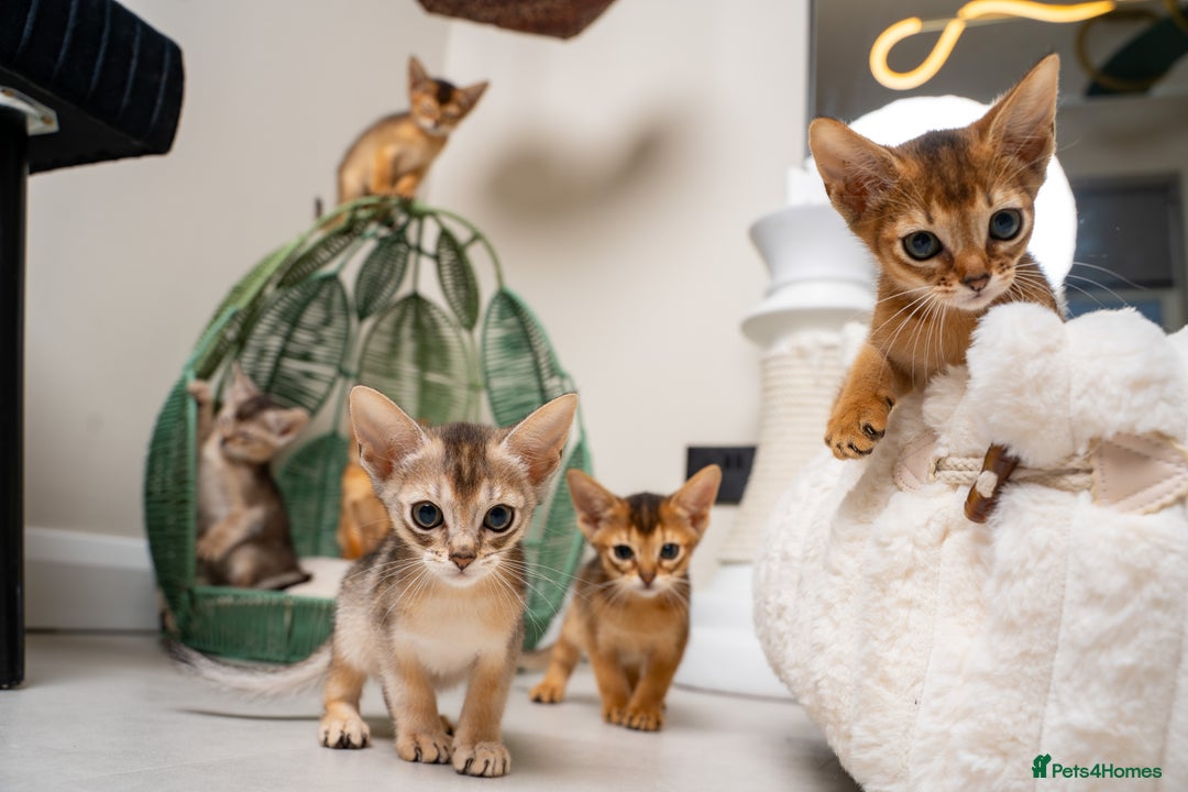 Abyssinian cats for sale: 6 Amazing Abyssinians, Extra Lovlely Personality - Advert 26