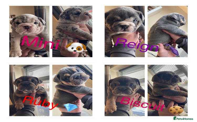 English Bulldog dogs - Advert 13