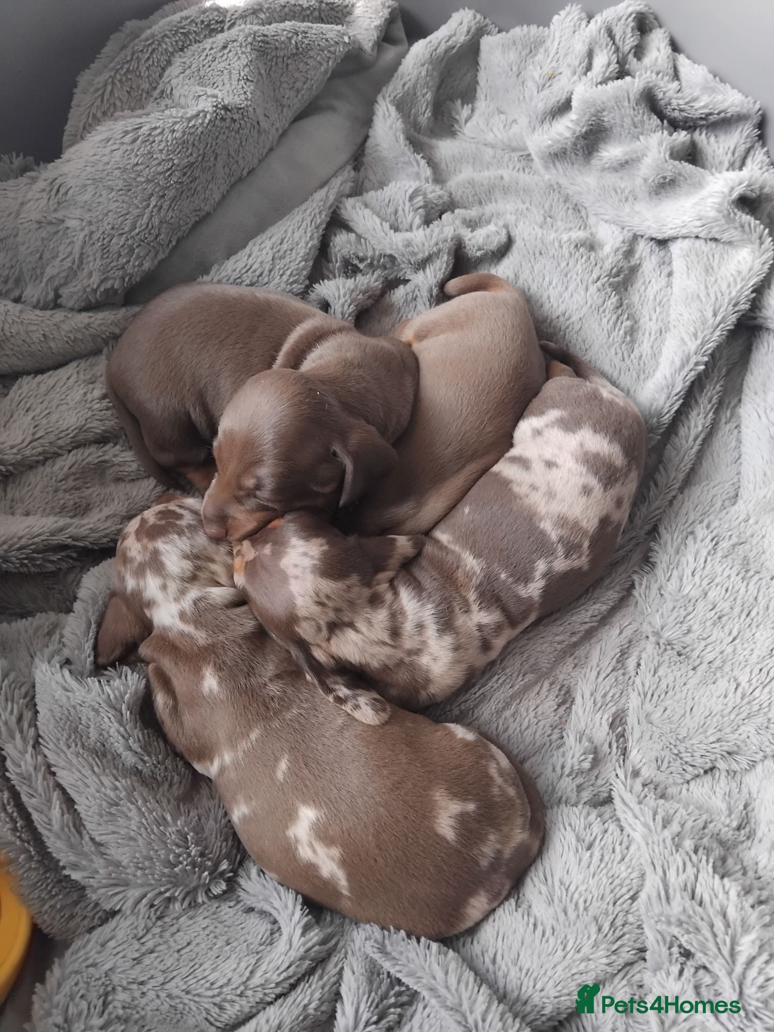 Miniature Dachshund dogs Kc registered miniature dachshund puppies - Advert 2