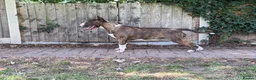 Bull Terrier dogs for sale: Beautiful, healthy, 2 year brindle & white KC girl - Advert 4