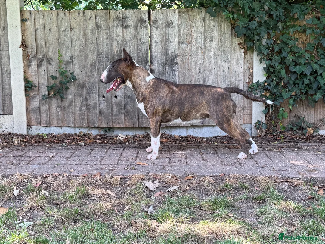 Bull Terrier dogs for sale: Beautiful, healthy, 2 year brindle & white KC girl - Advert 4