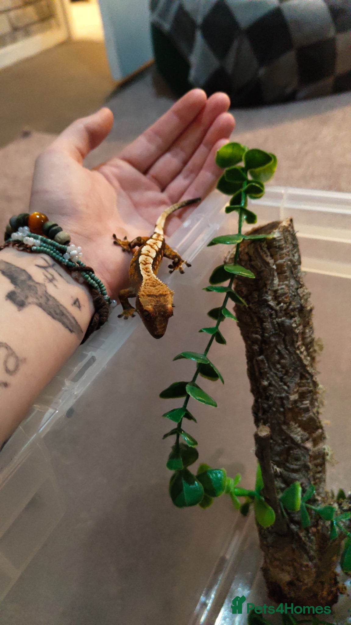 Gecko reptiles Crested gecko - Advert 1