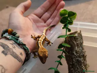 Gecko reptiles Crested gecko - Advert 1