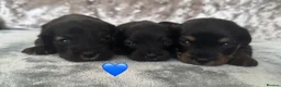 Jackapoo dogs for sale: Jackapoo Puppies in Peterborough - Advert 9