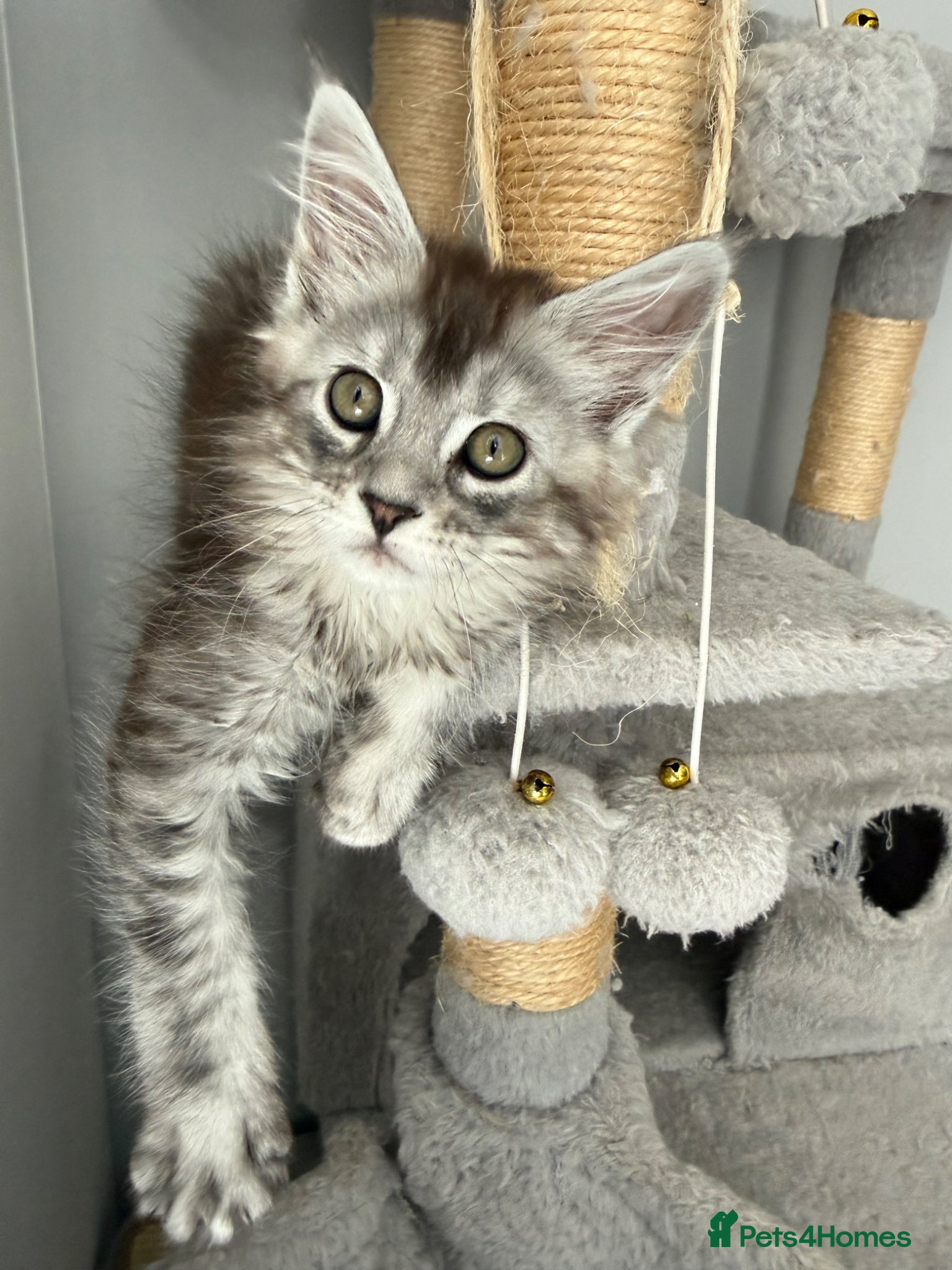 Maine Coon cats GCCF registered Black/Silver Tabby Female Kitten - Advert 12