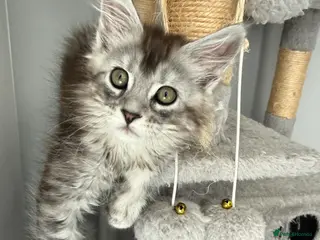 Maine Coon cats GCCF registered Black/Silver Tabby Female Kitten - Advert 12