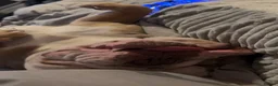 Old Tyme Bulldog dogs for sale: Olde tyme bulldog - Advert 2