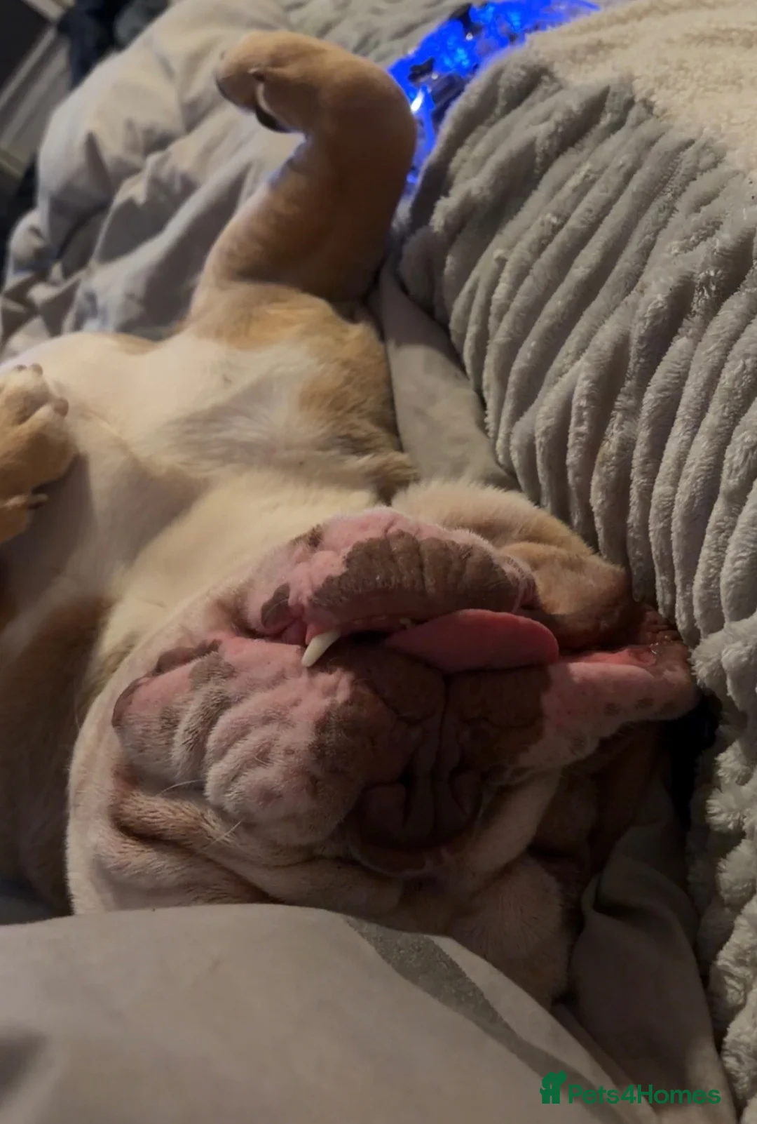 Old Tyme Bulldog dogs for sale: Olde tyme bulldog - Advert 2