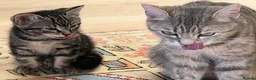 Mixed Breed cats for sale: Black tabby girl in Malmesbury - Advert 6