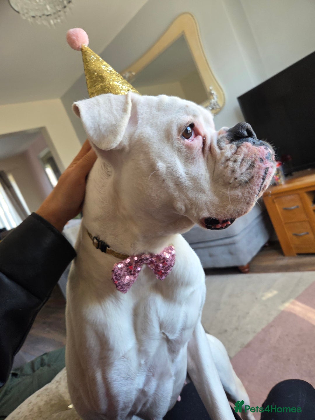 Boxer dogs for sale: Lovely boxer - Image 7