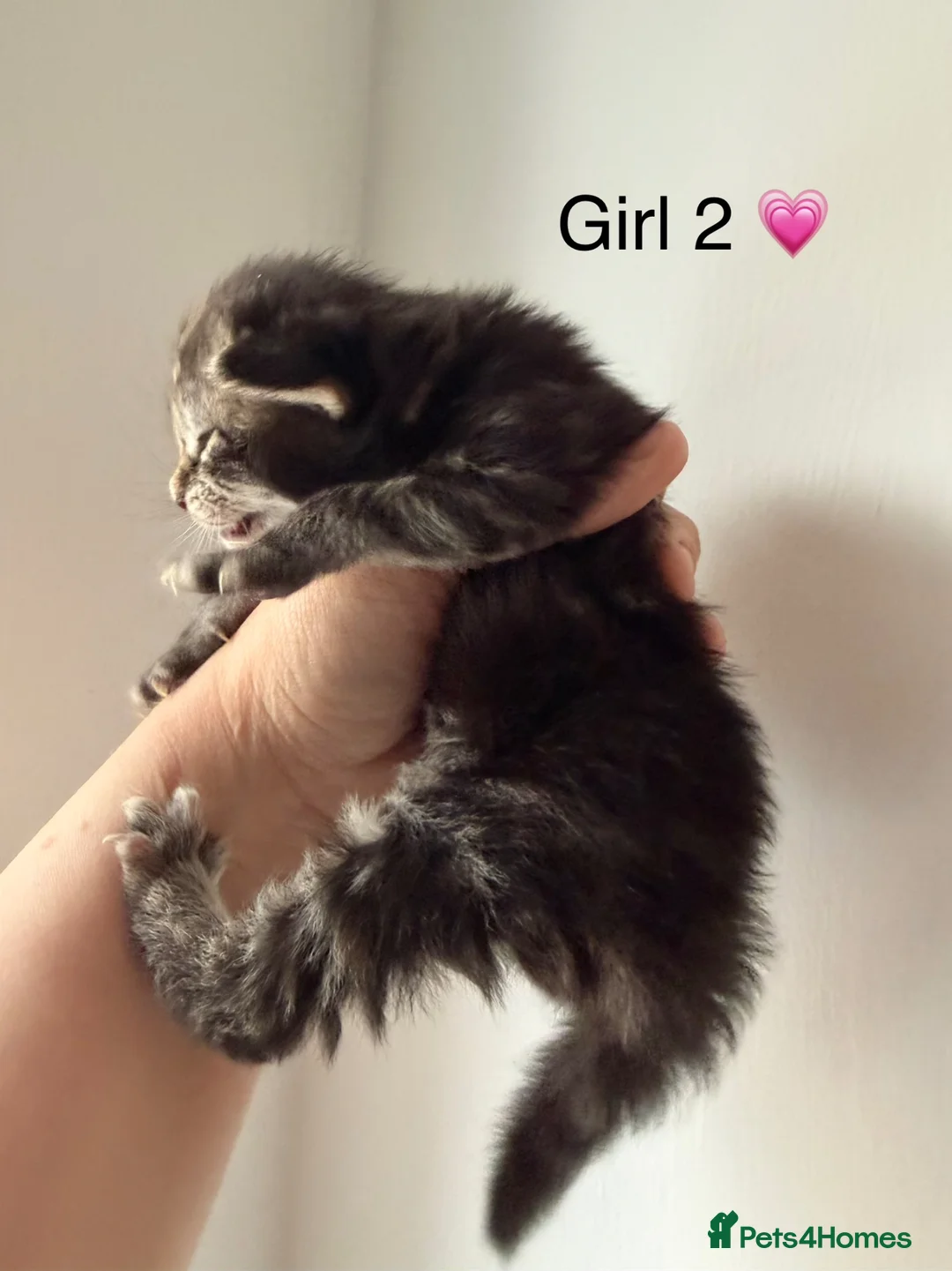 Maine Coon cats for sale: Mainecoon kittens  - Advert 15