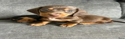 Miniature Dachshund dogs for sale: 3 left in Somerset, ready next week!  in Watchet - Advert 2