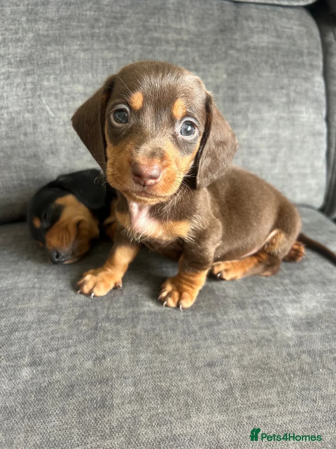 Miniature Dachshund dogs for sale: 3 left in Somerset, ready next week!  in Watchet - Advert 2