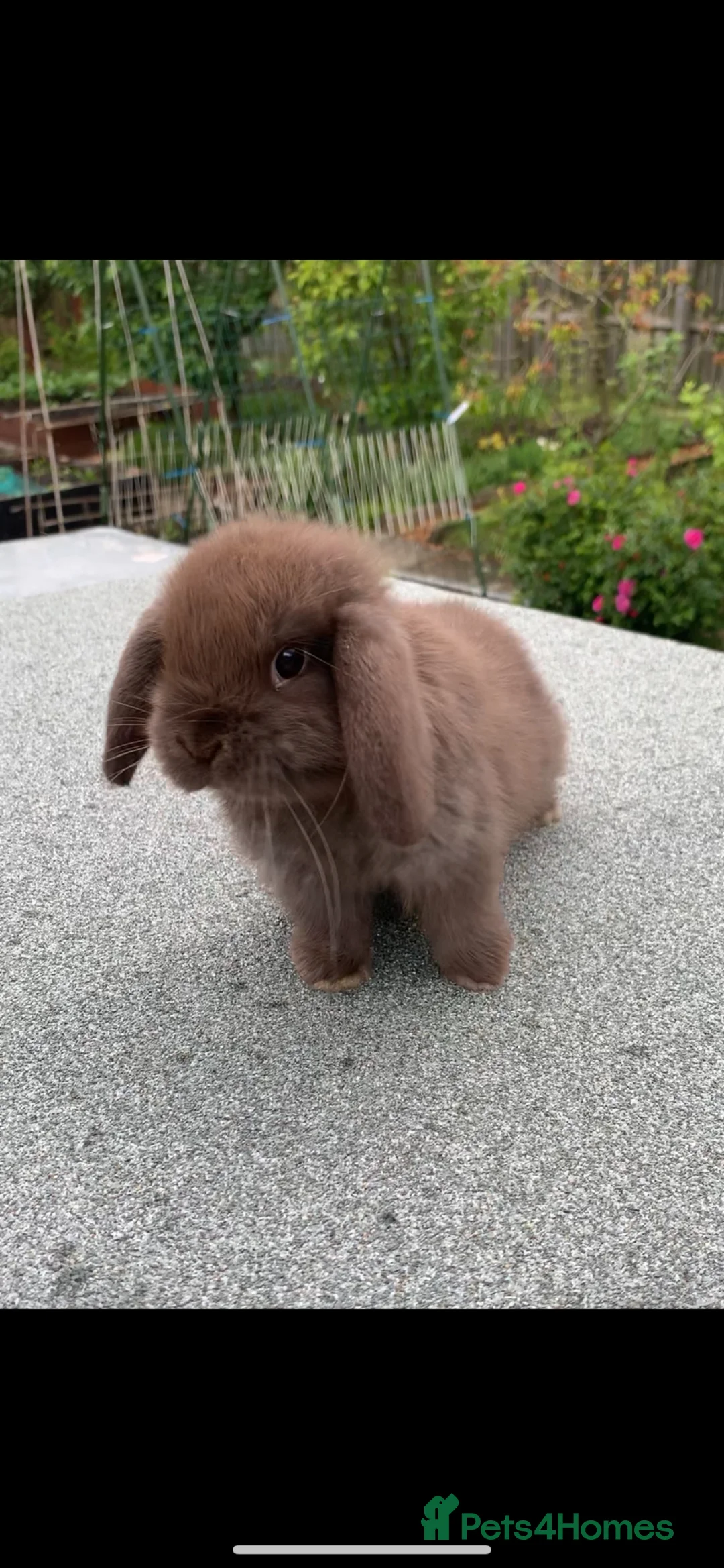 Mini Lop rabbits for sale: Baby Mini Lop Eared Rabbits-8 Weeks Old-£80 Each . in Chester-le-Street - Advert 1