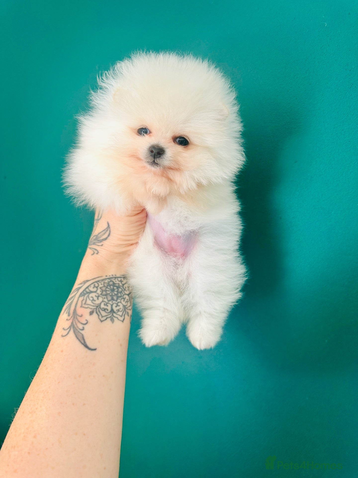 Pomeranian dogs KC white pomeranian pups for reservation!  - Advert 14