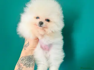 Pomeranian dogs KC white pomeranian pups for reservation! - Advert 14