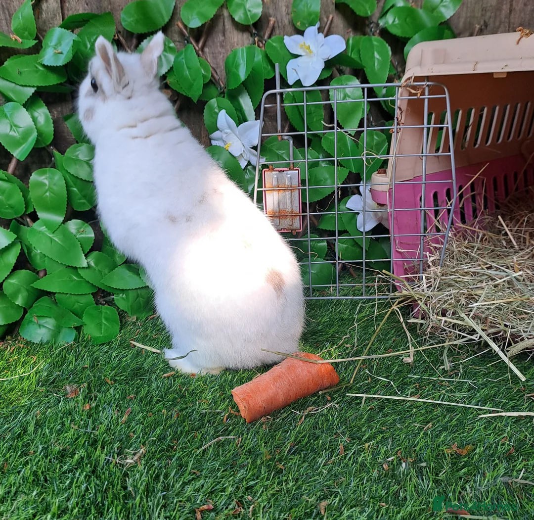 Continental Giant rabbits for sale: Super Stars  Stud Service -Beautiful PROVEN Bucks  - Advert 22