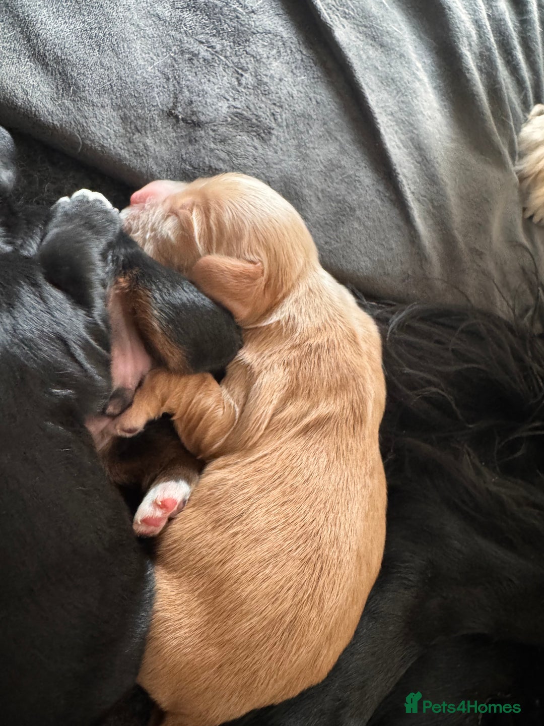 Cocker Spaniel dogs for sale: KC Cocker Spaniel Puppies  - Image 13