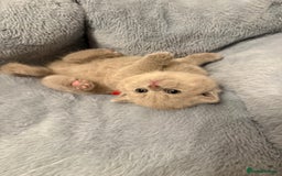 British Shorthair cats for sale: Champion Line British Shorthair Kittens - Image 2