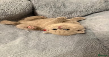 British Shorthair cats - Advert 16