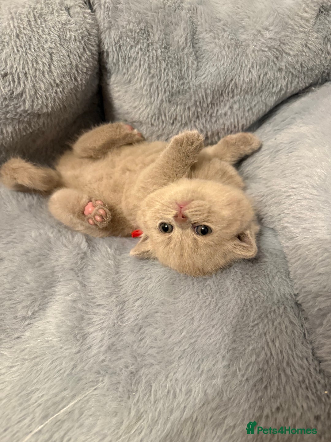 British Shorthair cats for sale: Champion Line British Shorthair Kittens - Image 2