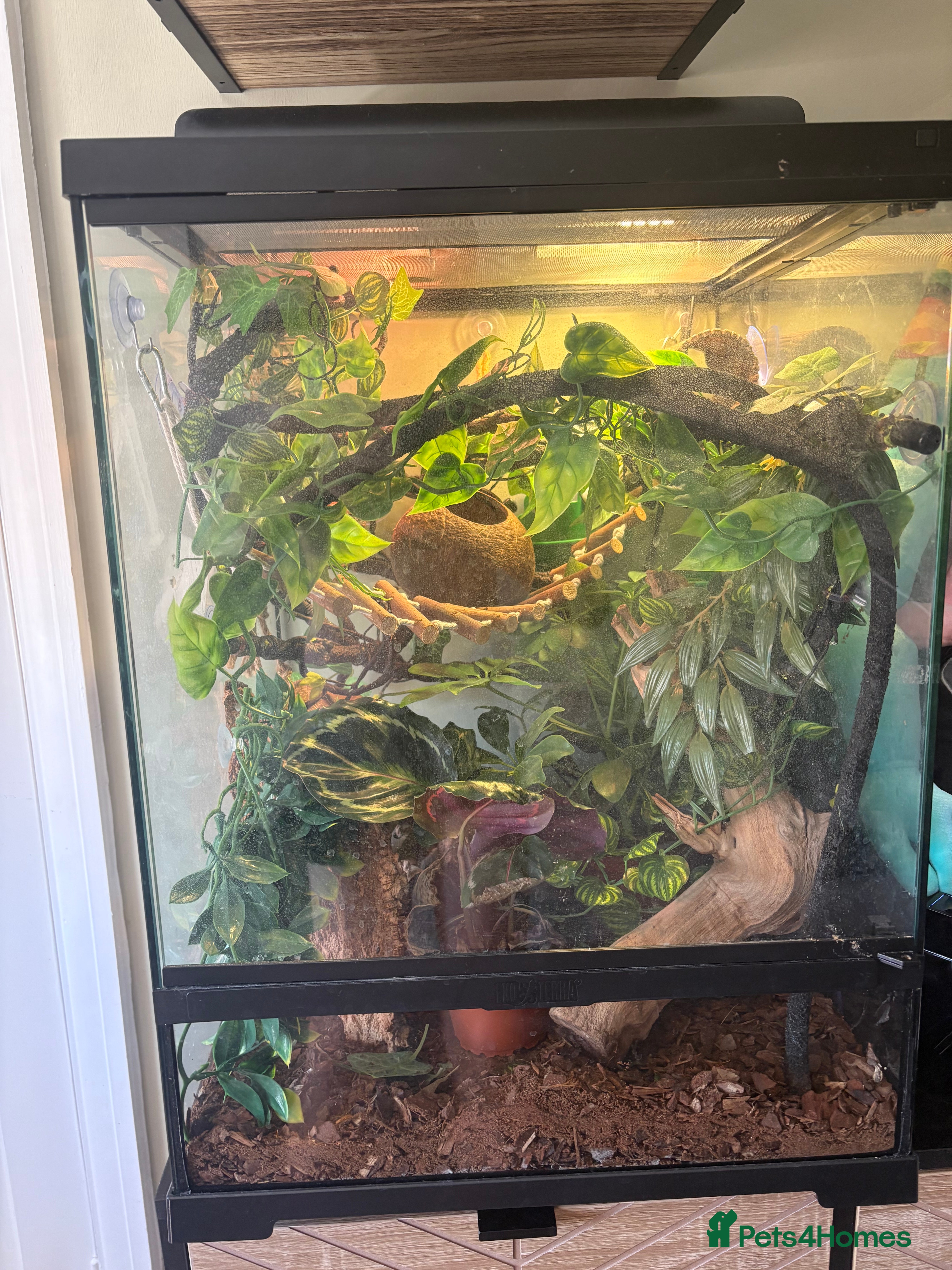 Gecko reptiles Crested gecko for sale!! - Advert 1