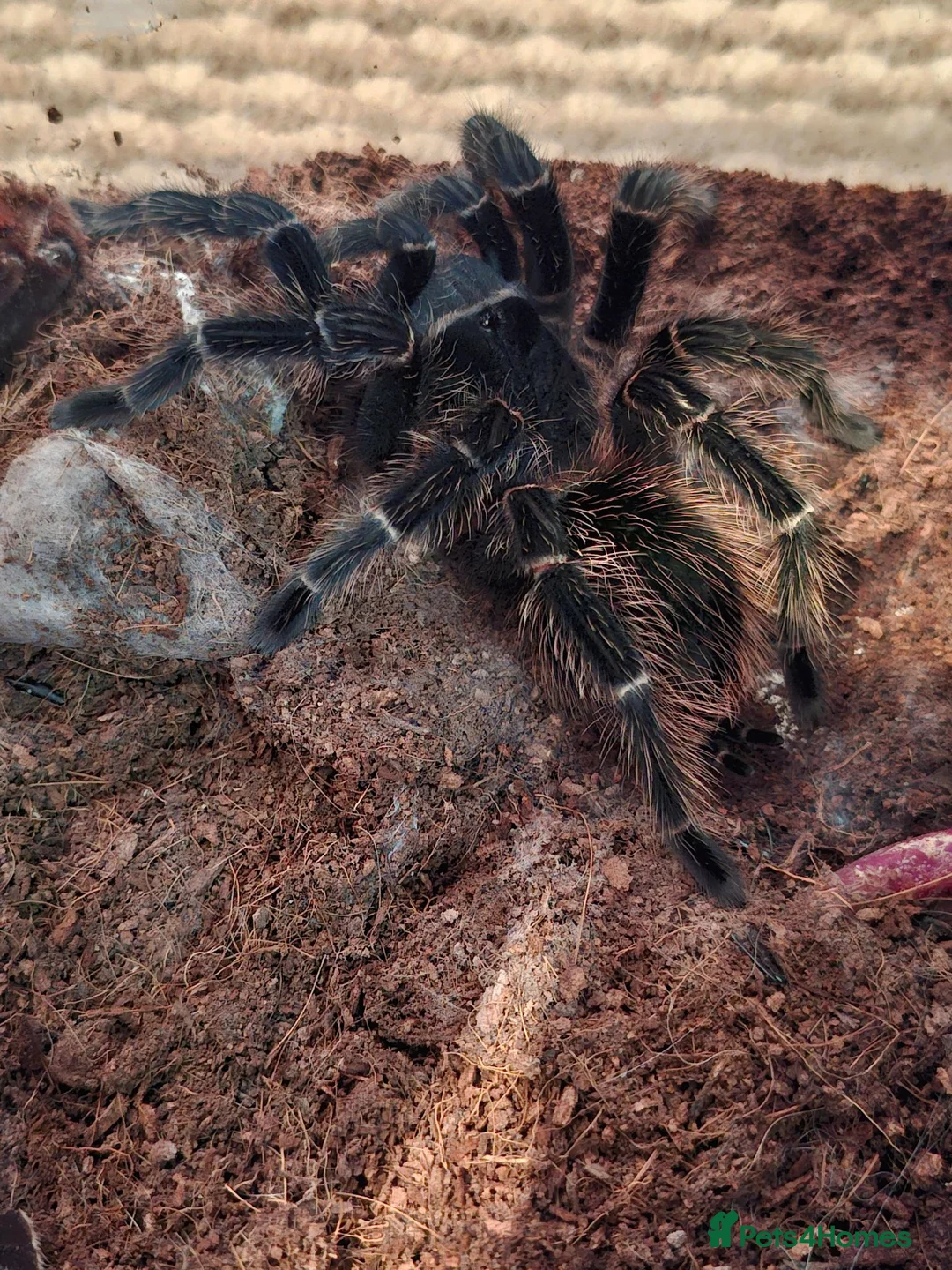 Tarantulas invertebrates for sale: 6 tarantulas for sale - Advert 2