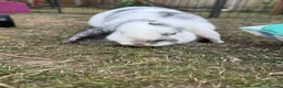 Mini Lop rabbits for sale: 2 beautiful girls  in Chorley - Advert 10