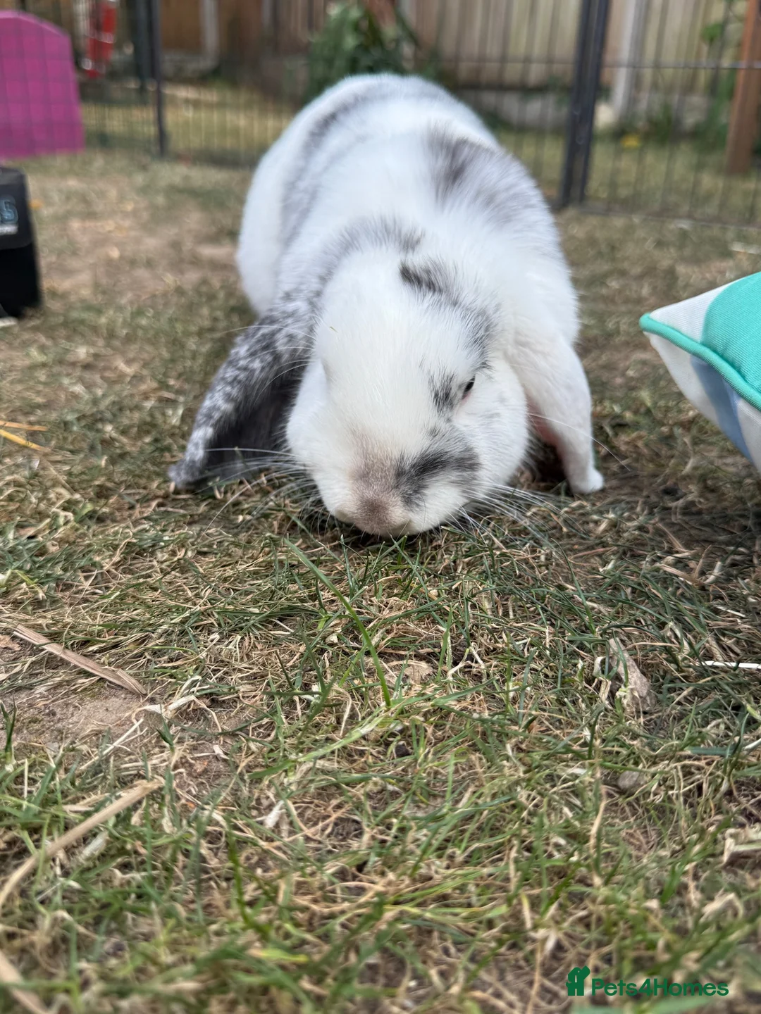 Mini Lop rabbits for sale: 2 beautiful girls  in Chorley - Advert 10