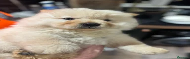 Chow Chow Puppy 1