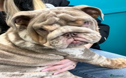 English Bulldog dogs for sale: English Bulldog 9 months old  - Image 4
