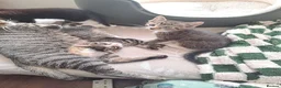 Mixed Breed cats for sale: Gorgeous kittens for sale - Advert 5