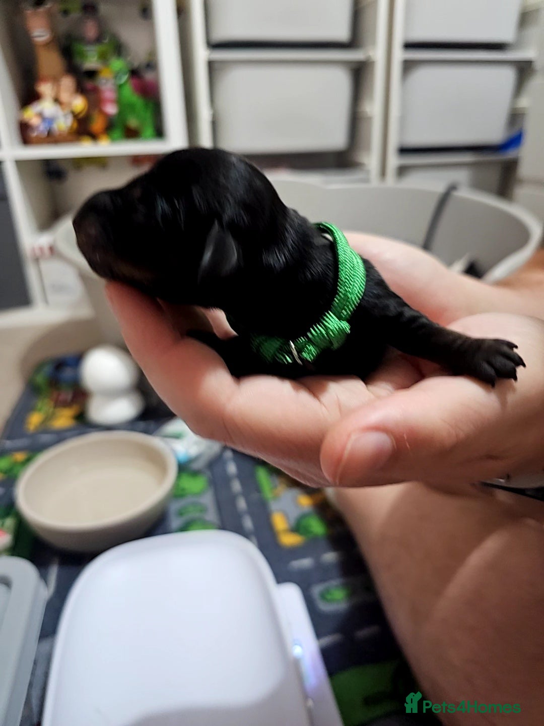 Dachshund dogs for sale: Beautiful Dachshund Puppies - Image 4