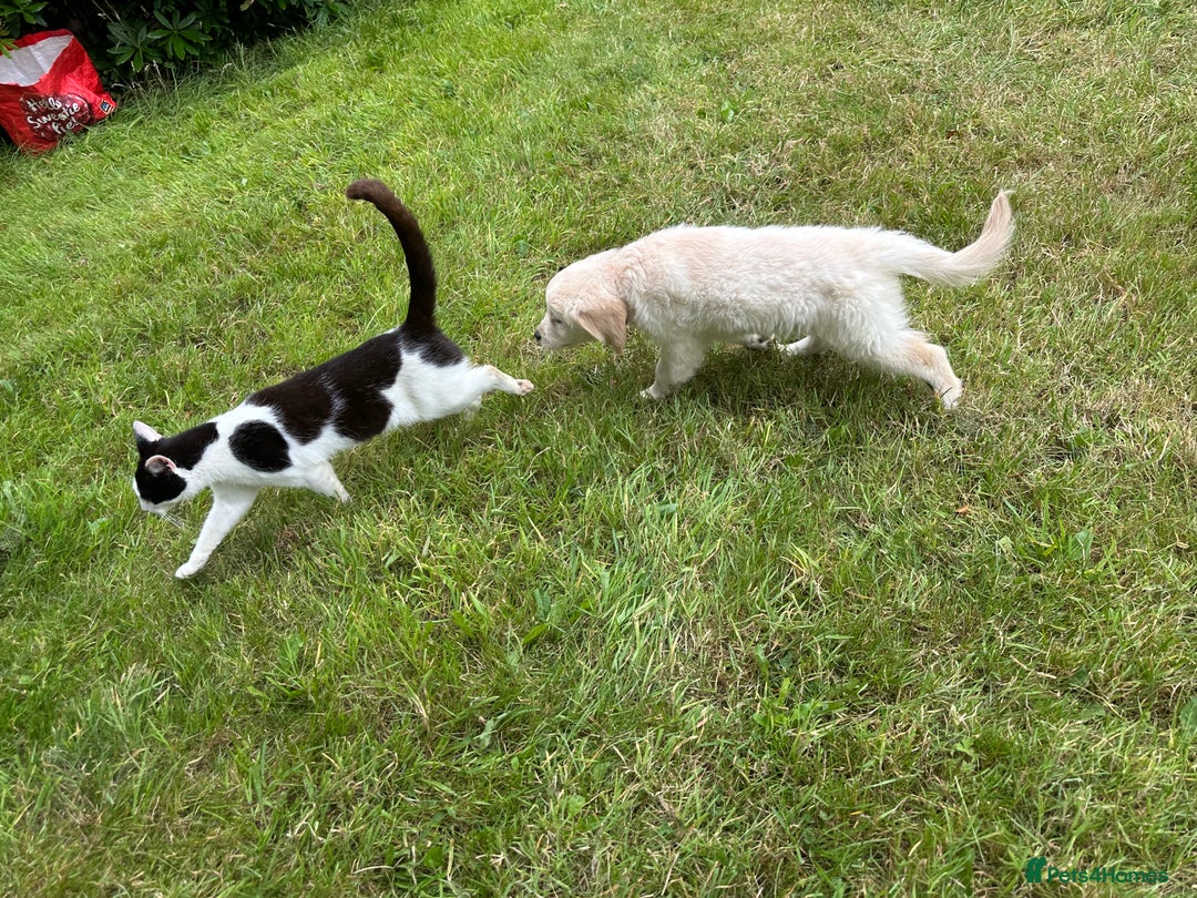 Golden Retriever dogs for sale: KC Registered Golden Retriever Puppies  - Image 3