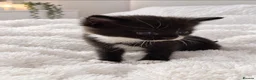 Mixed Breed cats for sale: Adorable fluffy kittens looking for loving family - Advert 29