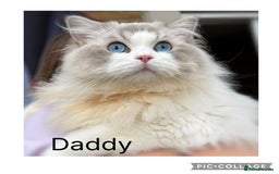 Ragdoll cats for sale: Beautiful Blue Tabby Ragdoll Fur Babies  - Image 10