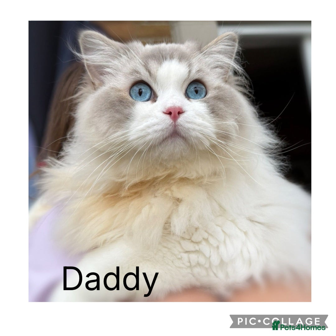 Ragdoll cats for sale: Beautiful Blue Tabby Ragdoll Fur Babies  - Image 10