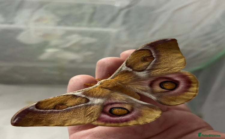 Mixed Breed invertebrates madagascan bullseye moth EGGS - Advert 6