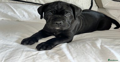 Cane Corso dogs Last 1 boys left  ICCF registered Cane Corso   - Advert 10