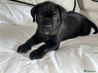 Cane Corso dogs Last 2 boys left ICCF registered Cane Corso - Advert 2
