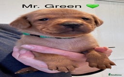 Labrador Retriever dogs for sale: Outstanding Fox Red Labrador Retriever Puppies  - Image 5