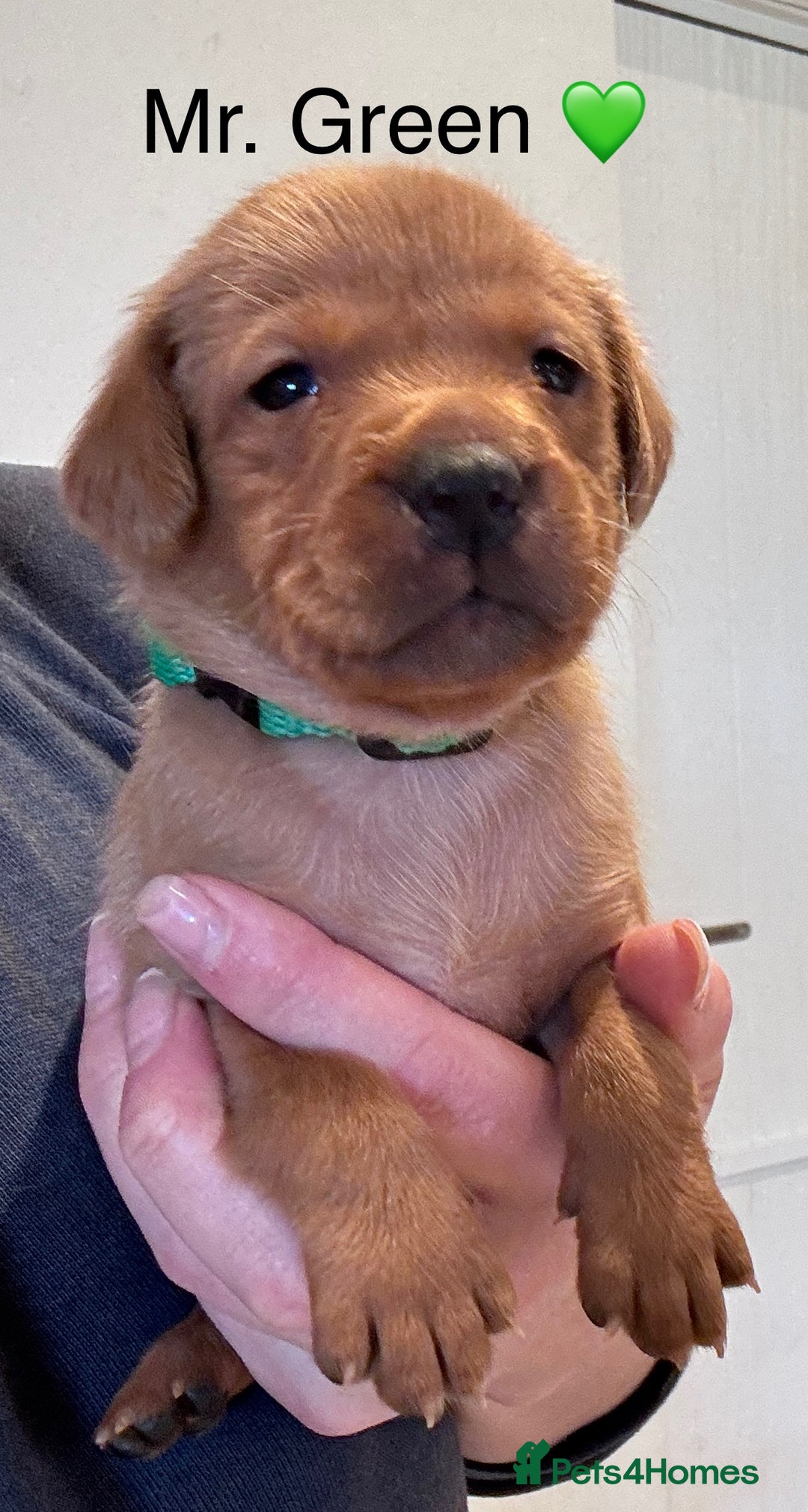 Labrador Retriever dogs for sale: Outstanding Fox Red Labrador Retriever Puppies  - Image 5