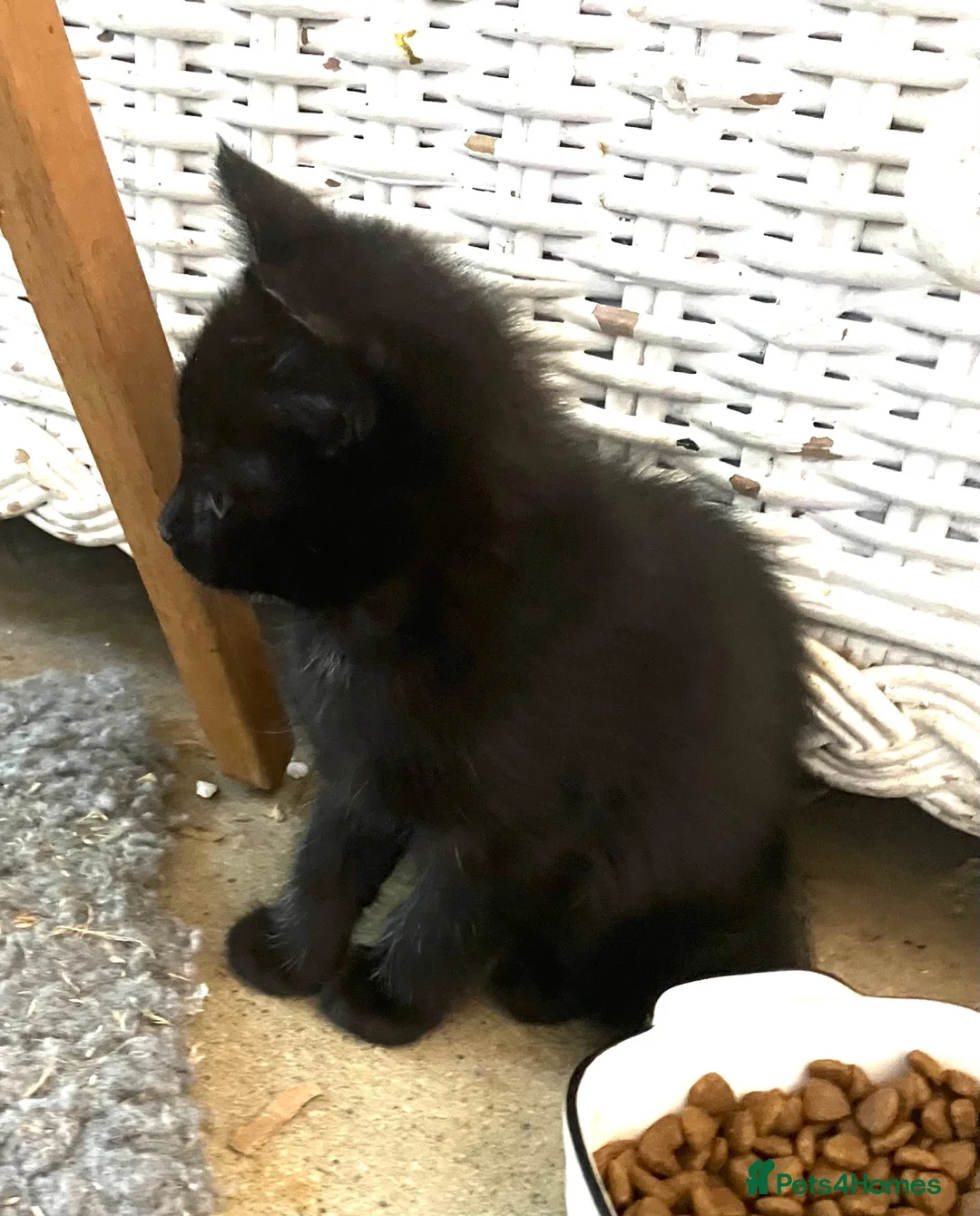 Ragdoll cats for sale: Ragdoll cross kittens.  - Advert 14